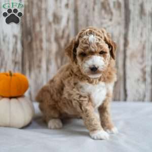 Bentley, Mini Labradoodle Puppy