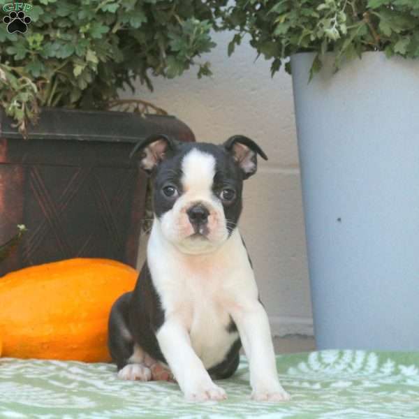 Betty, Boston Terrier Puppy