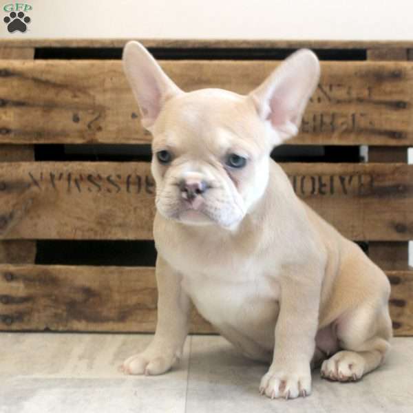 Betty, French Bulldog Puppy