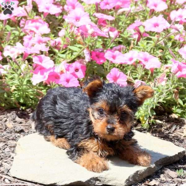 Betty, Yorkie Puppy