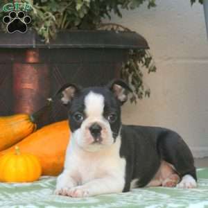 Betty, Boston Terrier Puppy