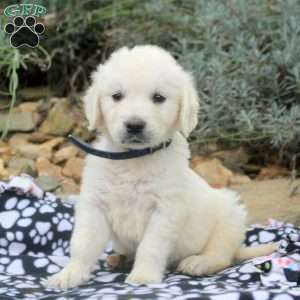 Betty, English Cream Golden Retriever Puppy