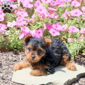 Betty, Yorkie Puppy