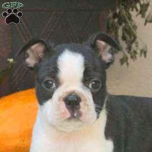 Betty, Boston Terrier Puppy
