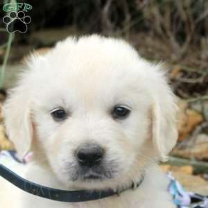 Betty, English Cream Golden Retriever Puppy