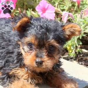 Betty, Yorkie Puppy
