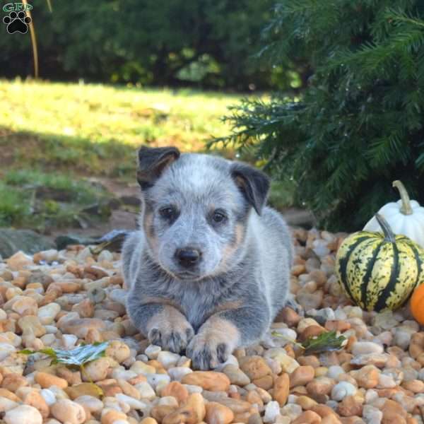 Big Ben, Blue Heeler – Australian Cattle Dog Puppy
