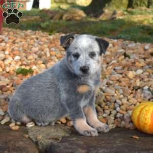 Big Ben, Blue Heeler – Australian Cattle Dog Puppy