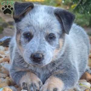 Big Ben, Blue Heeler – Australian Cattle Dog Puppy