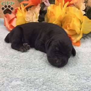 Black Birdie Melanistic, Doberman Pinscher Puppy