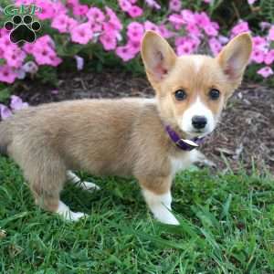 Birdie, Pembroke Welsh Corgi Puppy