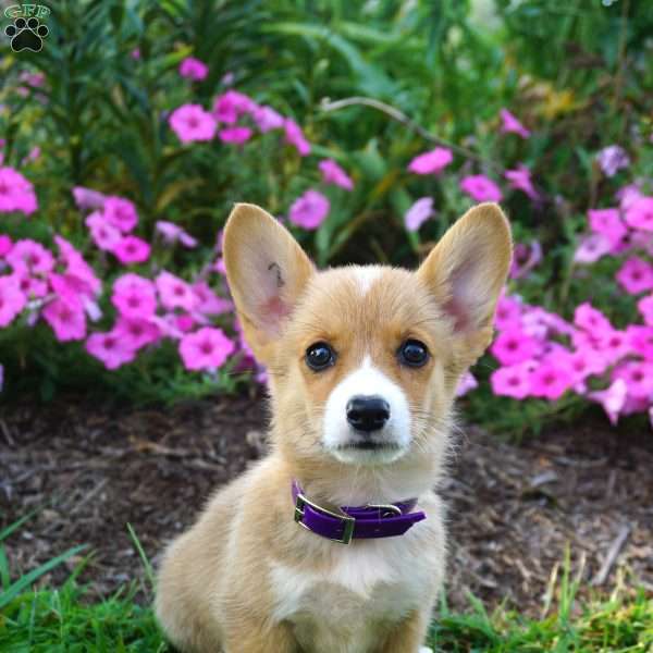 Birdie, Pembroke Welsh Corgi Puppy