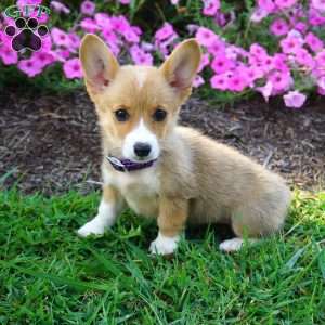 Birdie, Pembroke Welsh Corgi Puppy