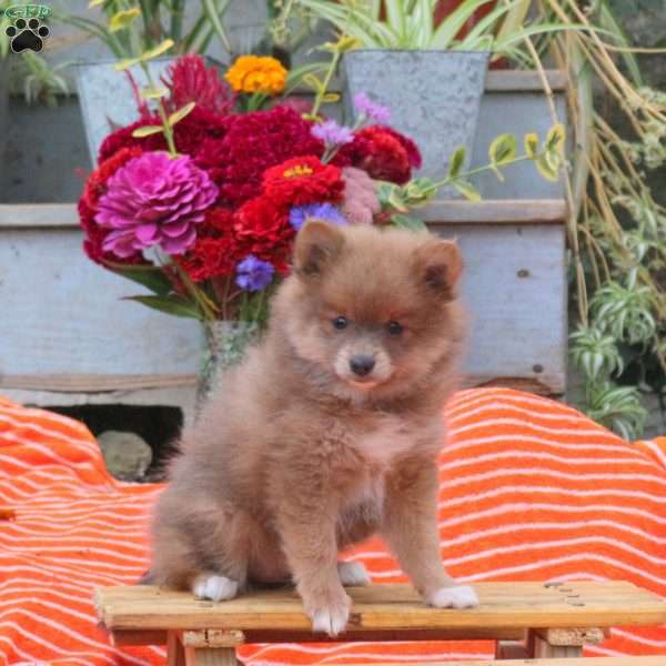 Biscuit, Pomeranian Puppy