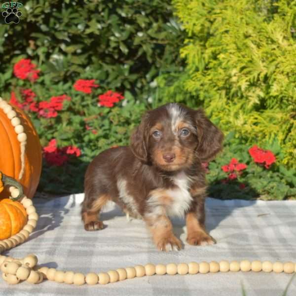 Biscuit – Mini, Dachshund Puppy