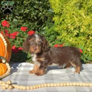 Biscuit – Mini, Dachshund Puppy