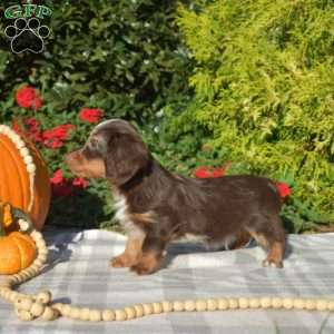 Biscuit – Mini, Dachshund Puppy