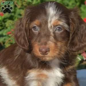 Biscuit – Mini, Dachshund Puppy