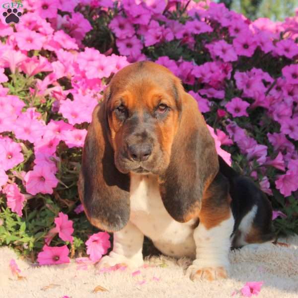 Blaire, Basset Hound Puppy