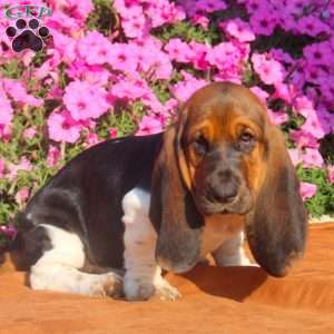Blaire, Basset Hound Puppy