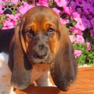 Blaire, Basset Hound Puppy