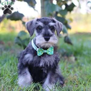 Blake, Miniature Schnauzer Puppy