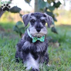 Blake, Miniature Schnauzer Puppy