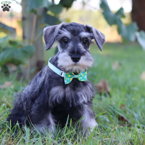 Blake, Miniature Schnauzer Puppy
