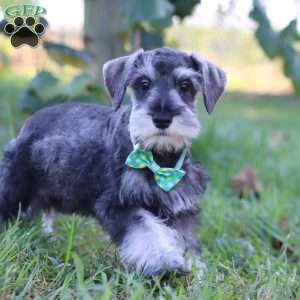 Blake, Miniature Schnauzer Puppy