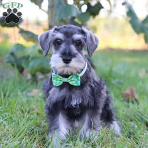 Blake, Miniature Schnauzer Puppy