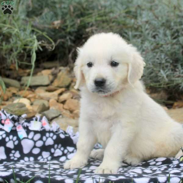 Blake, English Cream Golden Retriever Puppy