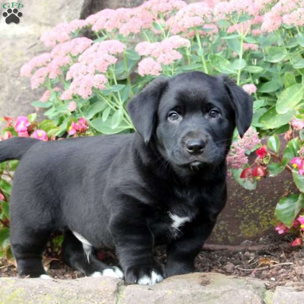 Blake, Labrador Mix Puppy
