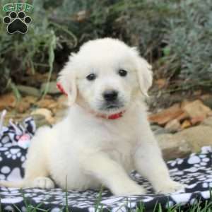 Blake, English Cream Golden Retriever Puppy