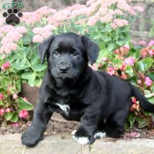 Blake, Labrador Mix Puppy