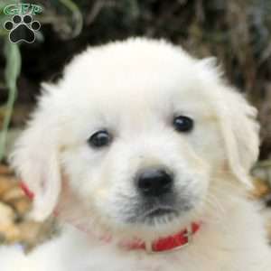 Blake, English Cream Golden Retriever Puppy