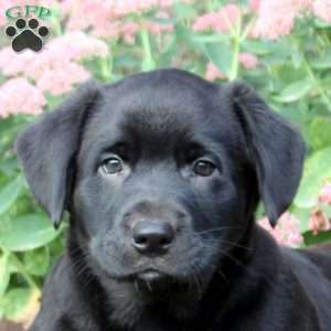 Blake, Labrador Mix Puppy