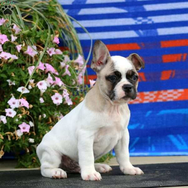 Blake, French Bulldog Puppy
