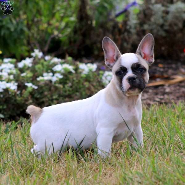 Blake, French Bulldog Puppy