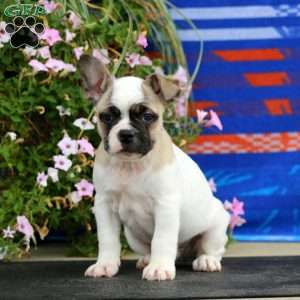 Blake, French Bulldog Puppy