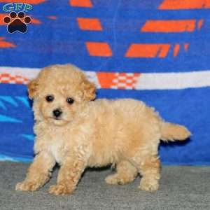 Blake, Bich-Poo Puppy