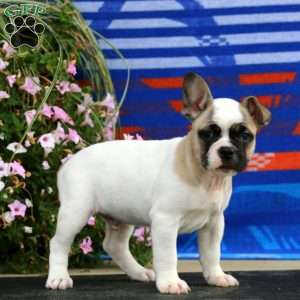 Blake, French Bulldog Puppy