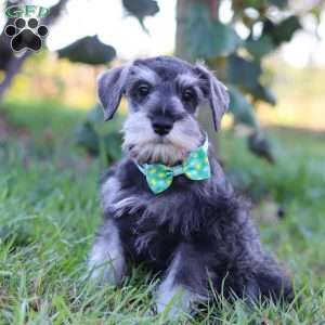 Blake, Miniature Schnauzer Puppy