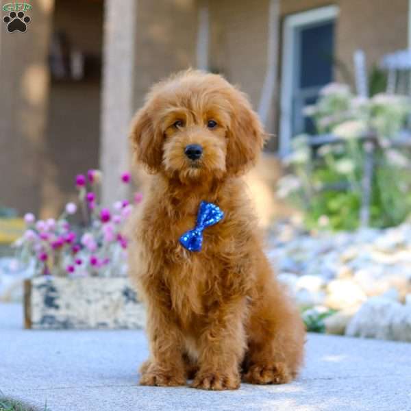 Blaze, Mini Goldendoodle Puppy