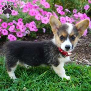 Blossom, Pembroke Welsh Corgi Puppy
