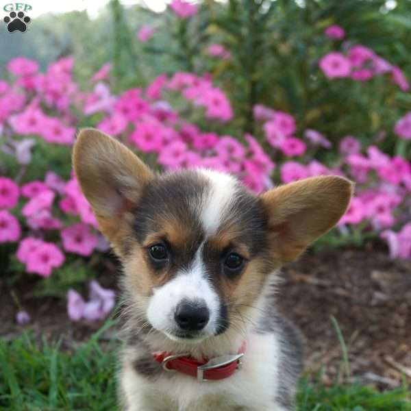Blossom, Pembroke Welsh Corgi Puppy