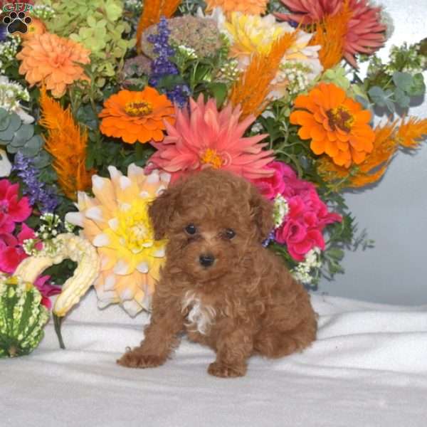 Blue Belle, Toy Poodle Puppy