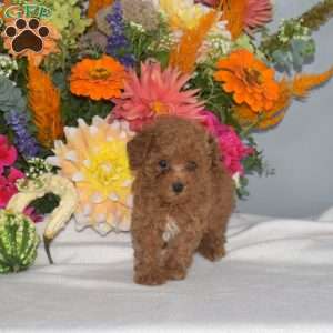 Blue Belle, Toy Poodle Puppy