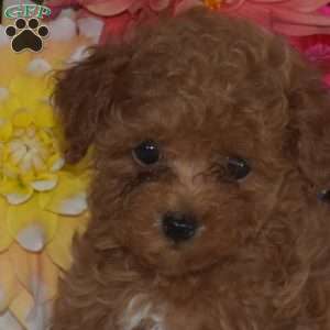 Blue Belle, Toy Poodle Puppy