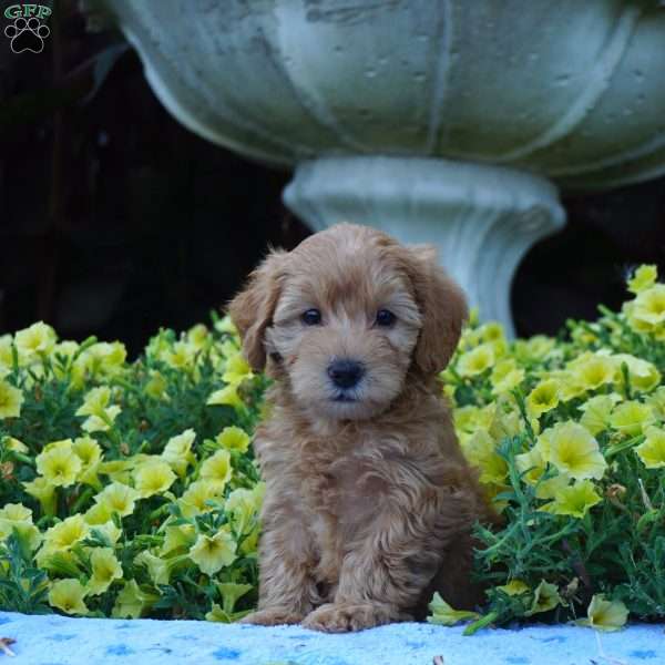 Bear, Miniature Poodle Mix Puppy