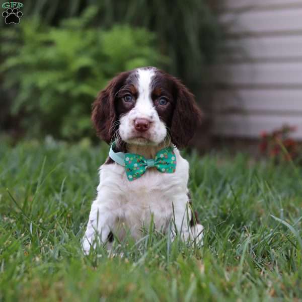 Bodie, English Springer Spaniel Puppy
